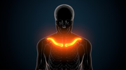 3d illustration of human skeleton anatomy clavicle bones
