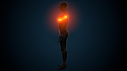 3d illustration of human skeleton anatomy rib cage  © PIC4U