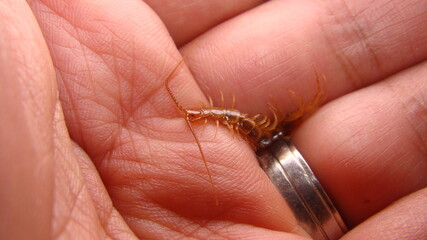 a hand holding a centipede.
Centipede on a white background.
Centipede | Close up .
Super macro centipede..
Insect, insects, animal, animals, wildlife, woods, forest, wild nature, park, garden