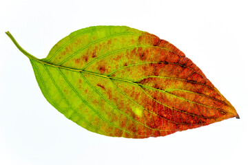 Colorful leaf of dogwood (Cornus florida) in autumn