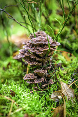 Pilze