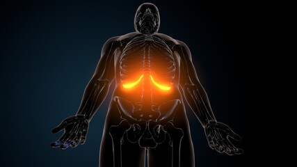 3d illustration of human skeleton anatomy Rib cage 11th bone 