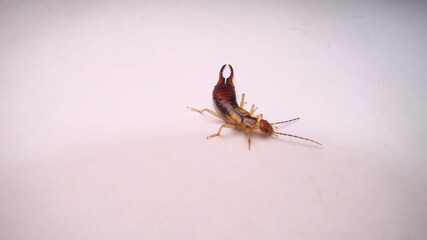 Close up of Earwig on a white background insect isolated Closeup earwigs Earwigs will use their pincers to defend themselves. close up insect, insects, animals, animal, bug, bugs, wildlife wild nature