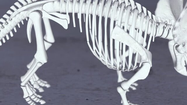 3D Render of Stegosaurus Skeleton