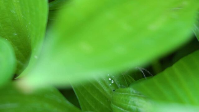 spider Tegenaria,hiding in the garden spider under the green leaves