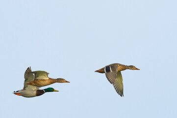 Mallard ducks in fast flight. Drake and ducks flying in the clear sky. Side view.Genus species Anas platyrhynchos.