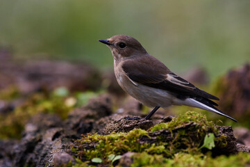 Rare flycatcher bathing in water in danube forest, Slovakia, Europe