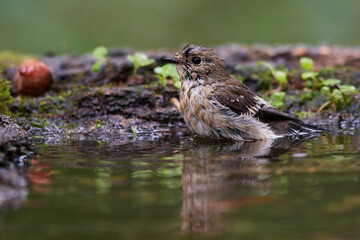 Rare flycatcher bathing in water in danube forest, Slovakia, Europe