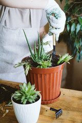 Home garden. Houseplant symbiosis. How to Transplant Repot a Succulent, propagating succulents. Woman gardeners hand transplanting cacti and succulents in pots with aloe.