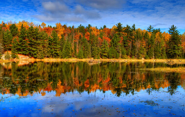 autumn trees reflected in the water