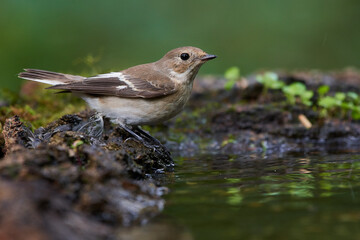 Rare flycatcher bathing in water in danube forest, Slovakia, Europe