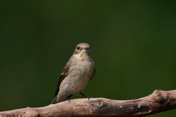 Rare flycatcher bathing in water in danube forest, Slovakia, Europe