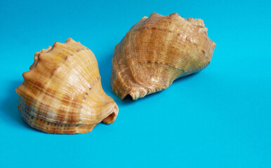 Obraz na płótnie Canvas Marine layout. Two seashells on a blue background.