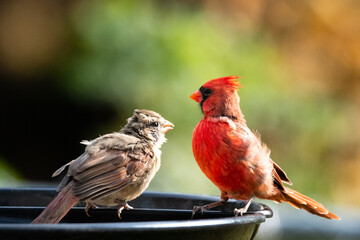 Baby Cardinal getting feed my male red cardinal 