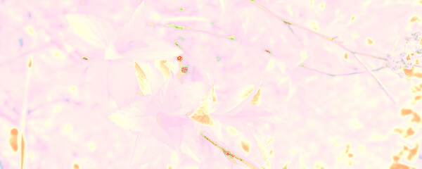 Orange Botany Backdrop. Bright Leaf Texture. Pink Silk Backdrop. Blue Artistic Texture. White Sunrise Image. Pastel Beauty Presentation. Bright Abstract Postcard.