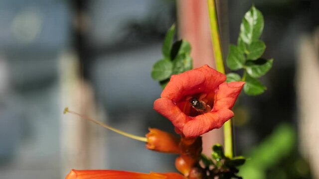 Campsis radicans. Rooted Campsis,is a perennial woody vine of the Bignonia family with aerial roots on the stems. 