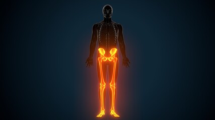 3D Illustration of Human Skeleton System Leg Joints Anatomy
