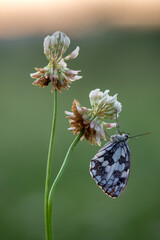 A beautiful butterfly Melanargia galathea on a pink field flower clover