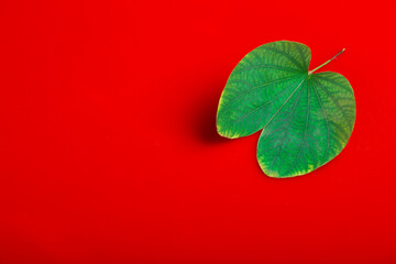 Indian Festival Dussehra , green leaf and rice