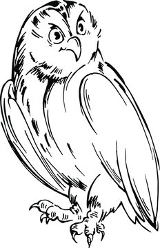 recommend clip art: Vector owl . Hand drawn linear sketch. Line art element for design of coloring book, cards  about nature , wildlife or fairy tales