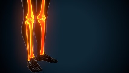 Fototapeta na wymiar 3d illustration of human skeleton leg joints anatomy 