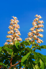 Blüten der Gewöhnlichen Rosskastanie (Aesculus hippocastanum)
