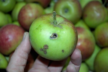 Green apples in a box, harvesting, one wormy