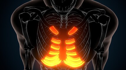 3d illustration of human skeleton anatomy coastal cartilage 