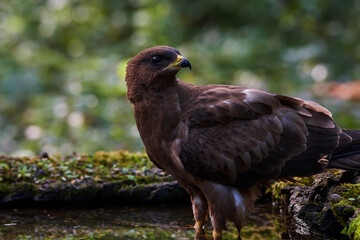 Common buzzard in deep danube forest, Slovakia, Europe