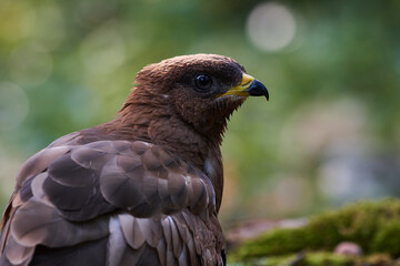Common buzzard in deep danube forest, Slovakia, Europe