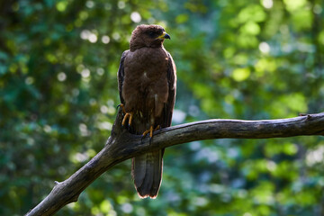 Common buzzard in deep danube forest, Slovakia, Europe
