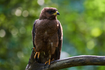 Common buzzard in deep danube forest, Slovakia, Europe