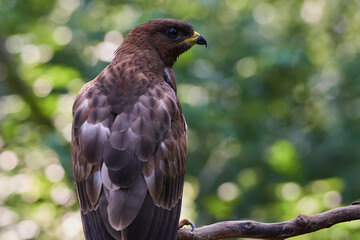 Common buzzard in deep danube forest, Slovakia, Europe