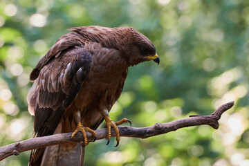 Common buzzard in deep danube forest, Slovakia, Europe