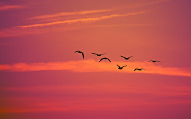 a flock of birds flying at sunset