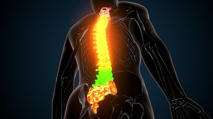 3d render of human body spinal bone anatomy
