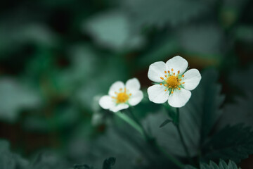 Fototapeta na wymiar White small forest flowers on a dark green background