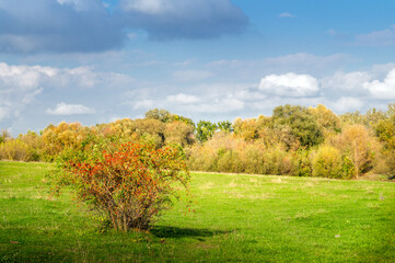 Fototapeta premium Ripe rose hip bush in a meadow among wild nature on sunny day