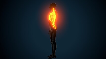 human skeleton system axial skeletal anatomy 3d Illustration
