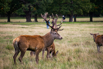 Photo of a beautiful and strong male deer during rutting season in the nature in Richmond park, London