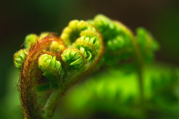 Close-up of a curled green fern leaf