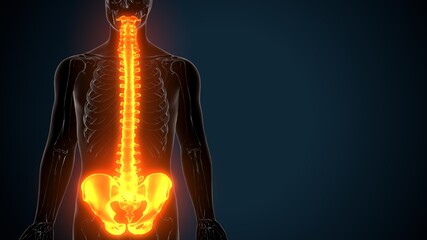 3d illustration of human skeleton spinal and hip bone anatomy
