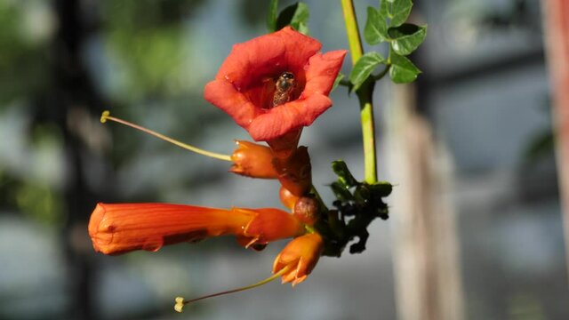 Campsis radicans. Rooted Campsis,is a perennial woody vine of the Bignonia family with aerial roots on the stems. 