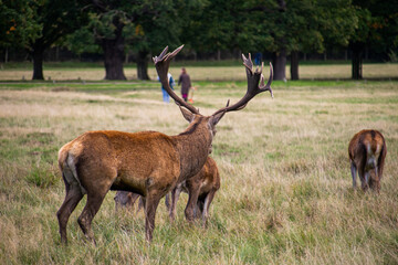 Photo of a beautiful and strong male deer during rutting season in the nature in Richmond park,...