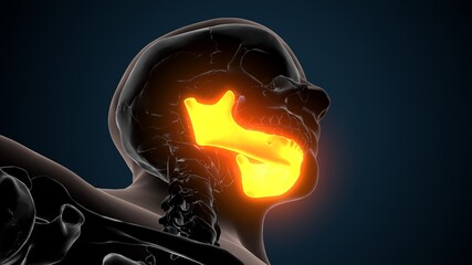 3d illustration of human skeleton skull mandible bone anatomy © PIC4U