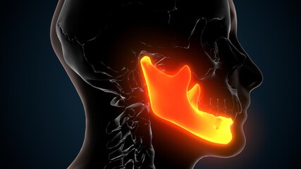 3d illustration of human skeleton skull mandible bone anatomy