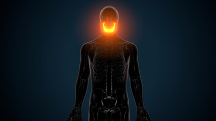 3d illustration of human skeleton skull mandible bone anatomy © PIC4U