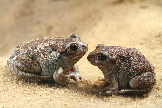Two Common Spadefoot toada Pelobates fuscus