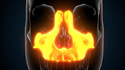 3d illustration of human skeleton skull maxilla bone anatomy © PIC4U