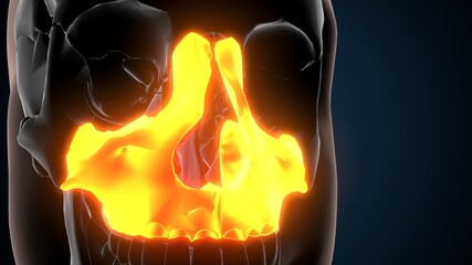 3d illustration of human skeleton skull maxilla bone anatomy © PIC4U